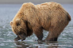Coastal brown bear forages for razor clams in sand flats at extreme low tide.  Grizzly bear, Ursus arctos, Lake Clark National Park, Alaska