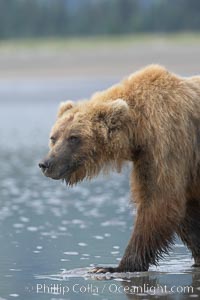 Coastal brown bear forages for razor clams in sand flats at extreme low tide.  Grizzly bear, Ursus arctos, Lake Clark National Park, Alaska