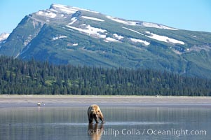 Coastal brown bear forages for razor clams on mud flats at extreme low tide, Ursus arctos, Lake Clark National Park, Alaska