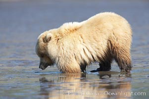 Juvenile female brown bear forages for razor clams in sand flats at extreme low tide.  Grizzly bear, Ursus arctos, Lake Clark National Park, Alaska