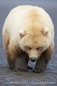 Juvenile female brown bear forages for razor clams in sand flats at extreme low tide.  Grizzly bear, Ursus arctos, Lake Clark National Park, Alaska