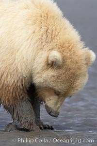 Juvenile female brown bear forages for razor clams in sand flats at extreme low tide.  Grizzly bear, Ursus arctos, Lake Clark National Park, Alaska