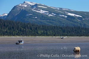 Coastal brown bear forages for razor clams on mud flats at extreme low tide.