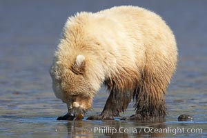 Coastal brown bear forages for razor clams on mud flats at extreme low tide, Ursus arctos, Lake Clark National Park, Alaska