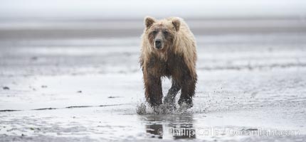 Coastal brown bear forages for razor clams on mud flats at extreme low tide, Ursus arctos, Lake Clark National Park, Alaska