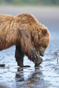 Coastal brown bear forages for razor clams on mud flats at extreme low tide, Ursus arctos, Lake Clark National Park, Alaska