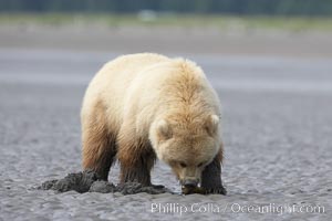 Coastal brown bear forages for razor clams on mud flats at extreme low tide, Ursus arctos, Lake Clark National Park, Alaska