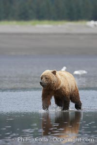 Coastal brown bear forages for razor clams on mud flats at extreme low tide, Ursus arctos, Lake Clark National Park, Alaska