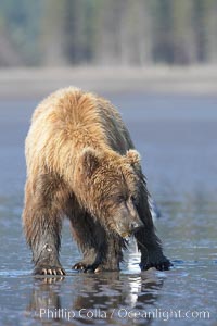 Coastal brown bear forages for razor clams in sand flats at extreme low tide.  Grizzly bear, Ursus arctos, Lake Clark National Park, Alaska