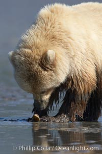 Juvenile female brown bear forages for razor clams in sand flats at extreme low tide.  Grizzly bear, Ursus arctos, Lake Clark National Park, Alaska