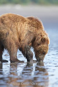 Coastal brown bear forages for razor clams in sand flats at extreme low tide.  Grizzly bear, Ursus arctos, Lake Clark National Park, Alaska