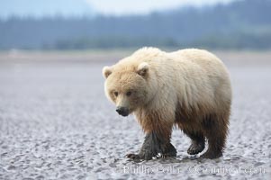 Juvenile female brown bear forages for razor clams in sand flats at extreme low tide.  Grizzly bear, Ursus arctos, Lake Clark National Park, Alaska