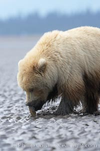 Juvenile female brown bear forages for razor clams in sand flats at extreme low tide.  Grizzly bear, Ursus arctos, Lake Clark National Park, Alaska