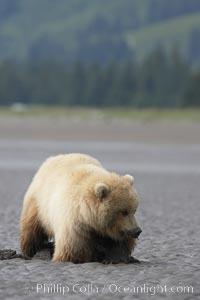 Juvenile female brown bear forages for razor clams in sand flats at extreme low tide.  Grizzly bear, Ursus arctos, Lake Clark National Park, Alaska