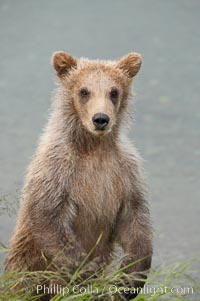 Brown bear spring cub, just a few months old, Ursus arctos, Brooks River, Katmai National Park, Alaska