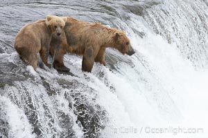 Brown bear cub learns to catch salmon by watching its mother, Brooks Falls, Ursus arctos, Brooks River, Katmai National Park, Alaska