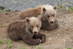 Brown bear spring cubs, a few months old, Ursus arctos, Brooks River, Katmai National Park, Alaska