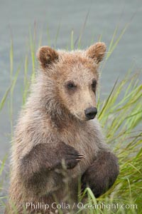 Brown bear spring cub, just a few months old.