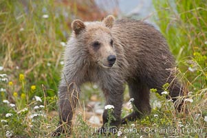 Brown bear spring cub, just a few months old, Ursus arctos, Brooks River, Katmai National Park, Alaska