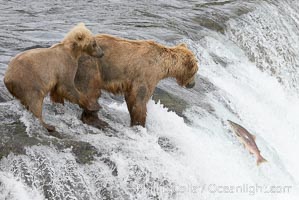 Brown bear cub learns to catch salmon by watching its mother, Brooks Falls, Ursus arctos, Brooks River, Katmai National Park, Alaska