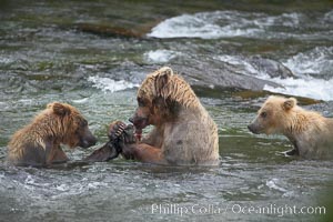 Brown bear mother feeds two of her three cubs a salmon she just caught in the Brooks River, Ursus arctos, Katmai National Park, Alaska