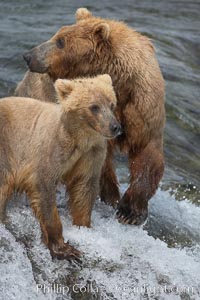 Brown bear cub stands with its mother atop Brooks Falls, Ursus arctos, Brooks River, Katmai National Park, Alaska