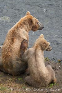 Brown bear mother and cub, Ursus arctos, Brooks River, Katmai National Park, Alaska