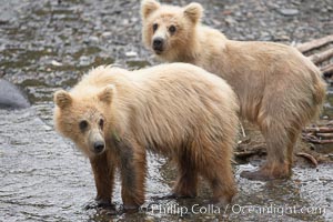 Brown bear spring cubs, a few months old, Ursus arctos, Brooks River, Katmai National Park, Alaska