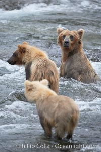 Brown bear mother and two spring cubs, Ursus arctos, Brooks River, Katmai National Park, Alaska