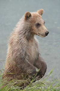 Brown bear cub, a few months old, Ursus arctos, Brooks River, Katmai National Park, Alaska