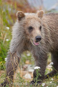 Brown bear cub, a few months old, Ursus arctos, Brooks River, Katmai National Park, Alaska