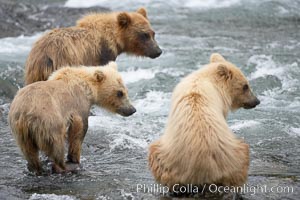 Brown bear spring cubs, a litter of three just a few months old, wait for their mother to return to the side of the Brooks River, Ursus arctos, Katmai National Park, Alaska