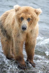 Brown bear cub, Ursus arctos, Brooks River, Katmai National Park, Alaska