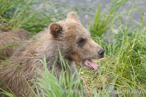 Brown bear cub, a few months old, Ursus arctos, Brooks River, Katmai National Park, Alaska