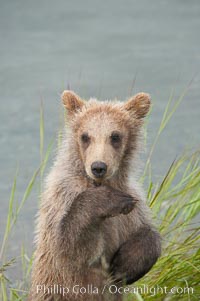 Brown bear cub, a few months old, Ursus arctos, Brooks River, Katmai National Park, Alaska