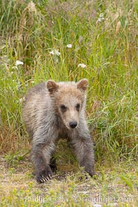 Brown bear cub, a few months old, Ursus arctos, Brooks River, Katmai National Park, Alaska