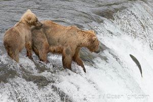 Brown bear cub learns to catch salmon by watching its mother, Brooks Falls, Ursus arctos, Brooks River, Katmai National Park, Alaska