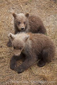 Brown bear spring cubs, just a few months old, Ursus arctos, Brooks River, Katmai National Park, Alaska