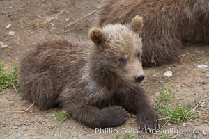 Brown bear spring cub, just a few months old, Ursus arctos, Brooks River, Katmai National Park, Alaska