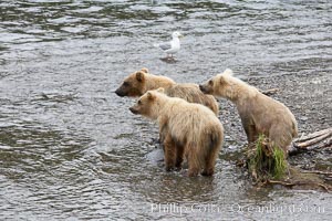 Brown bear spring cubs, just a few months old, Ursus arctos, Brooks River, Katmai National Park, Alaska