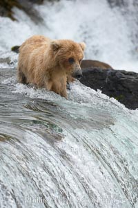 Brown bear cub wades across the Brooks River, Ursus arctos, Katmai National Park, Alaska