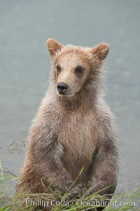 Brown bear spring cub, just a few months old, Ursus arctos, Brooks River, Katmai National Park, Alaska