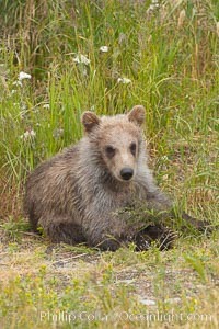 Brown bear spring cub, just a few months old, Ursus arctos, Brooks River, Katmai National Park, Alaska