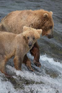 Brown bear cub, standing alongside its mother as she attempts to catch salmon atop Brooks Falls, keeps a lookout for large males that may try to kill it. Brooks Falls, Ursus arctos, Brooks River, Katmai National Park, Alaska