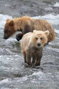 Brown bear spring cub, just a few months old, Ursus arctos, Brooks River, Katmai National Park, Alaska