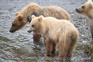 Brown bear spring cubs, just a few months old, Ursus arctos, Brooks River, Katmai National Park, Alaska