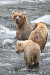 Brown bear mother watches her two spring cubs as she tries to catch salmon in the Brooks River, Ursus arctos, Katmai National Park, Alaska