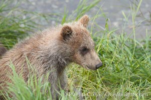 Brown bear spring cub, just a few months old, Ursus arctos, Brooks River, Katmai National Park, Alaska