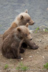 Brown bear spring cubs, just a few months old, Ursus arctos, Brooks River, Katmai National Park, Alaska