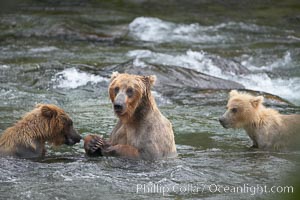 Brown bear mother feeds two of her three cubs a salmon she just caught in the Brooks River, Ursus arctos, Katmai National Park, Alaska